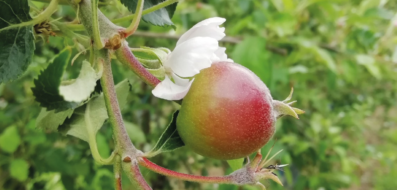 pommes_antares_ca_pousse