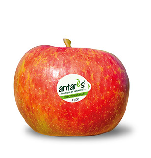 pomme-transpqrent pomme-transpqrent